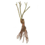 Bareroot Bush Ghislaine De Felingonde