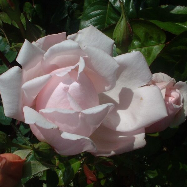 Albertine