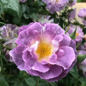 Blue for You Blue for You