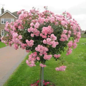Bonica Weeping Standard Rose