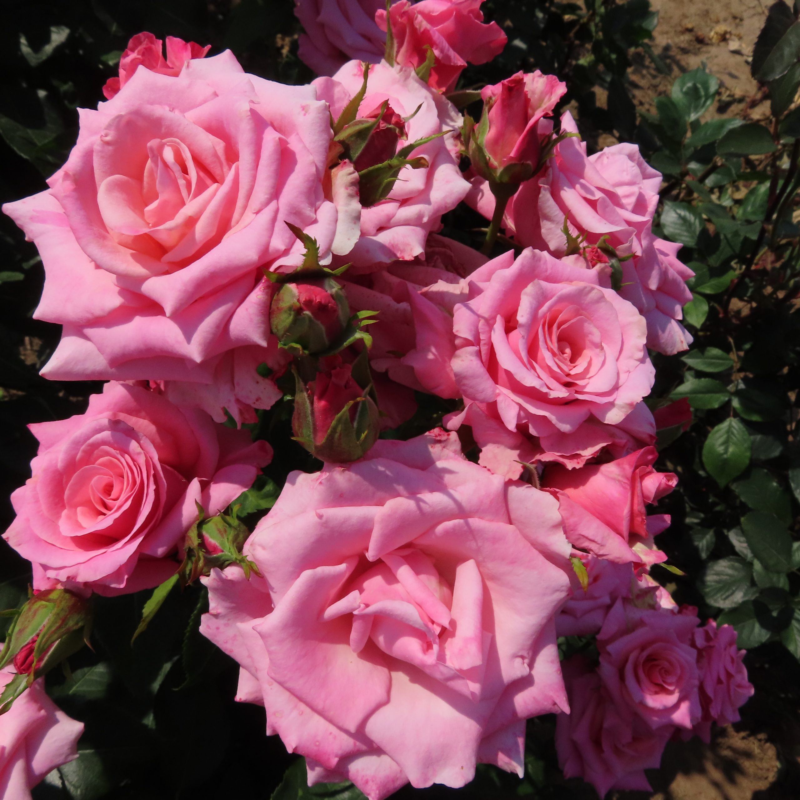 Debbie's Dream Debbie's Dream