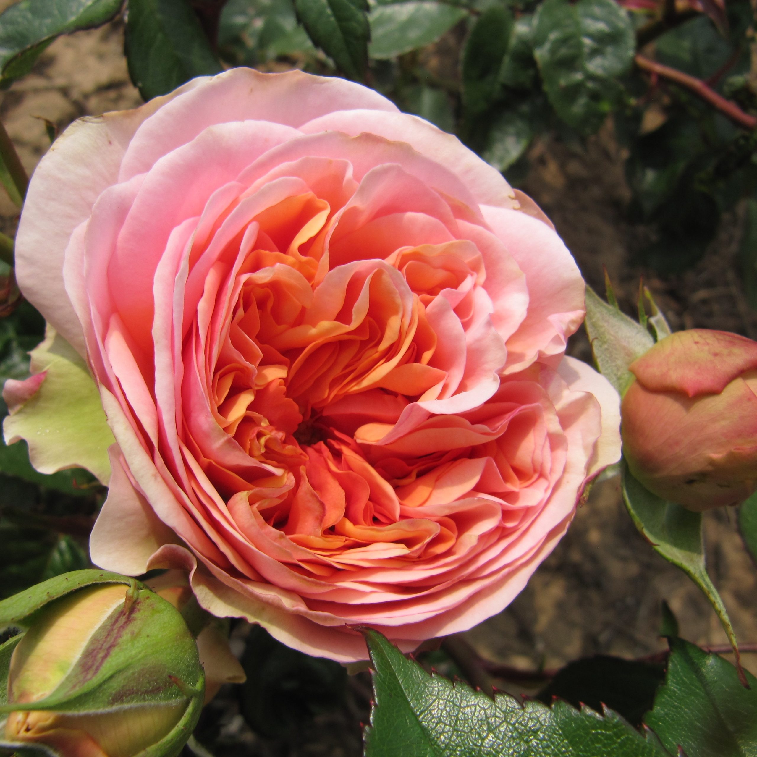 Duchess Of Cornwall Duchess Of Cornwall