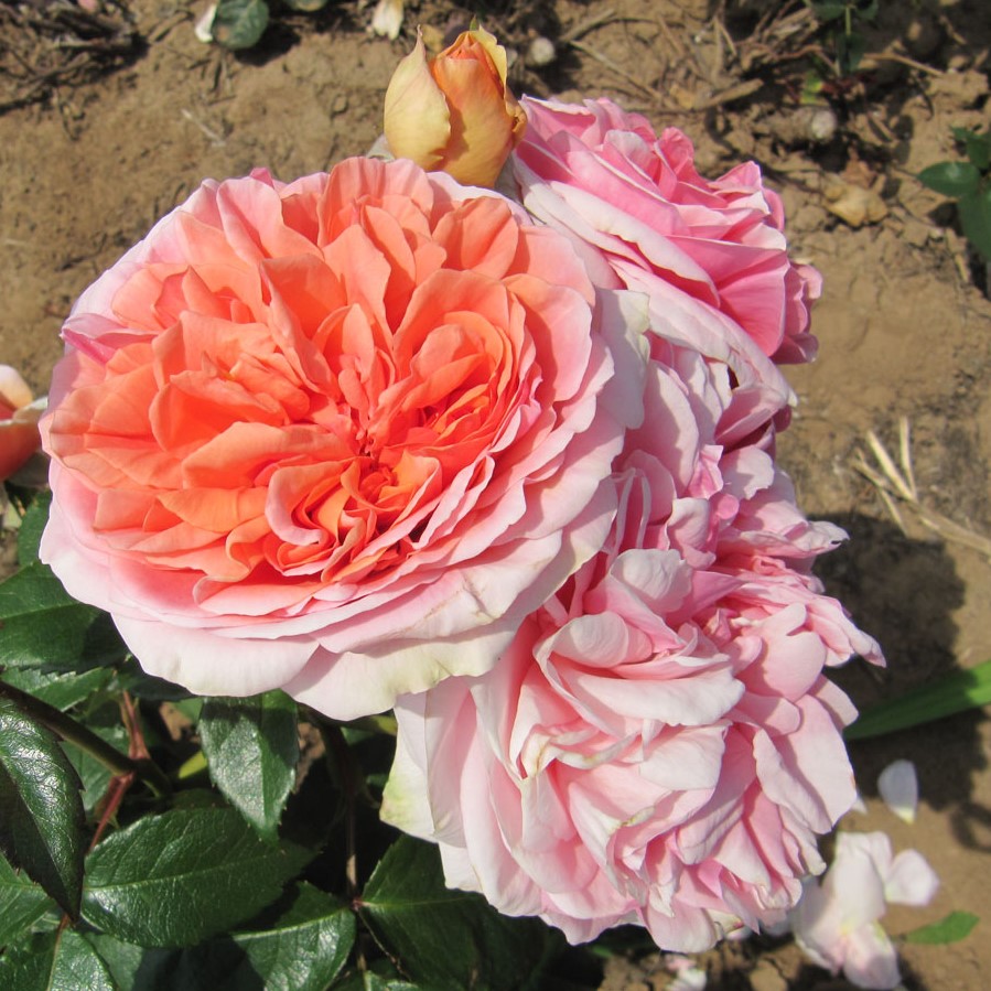 Duchess Of Cornwall Duchess Of Cornwall