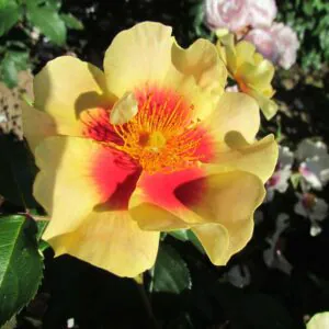 Eye Of The Tiger Eye Of The Tiger