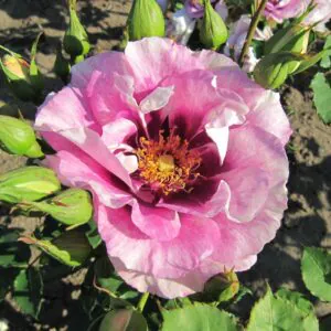 Eyes For You Eyes For You