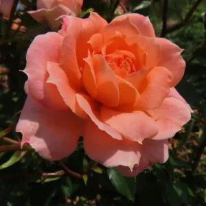 Flower Power
