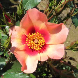 For Your Eyes Only For Your Eyes Only