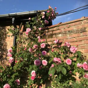 Gertrude Jekyll Gertrude Jekyll