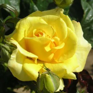 Golden Smiles Golden Smiles