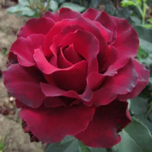 Hommage a Barbara Hommage a Barbara