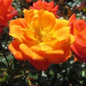 Irish Eyes Irish Eyes