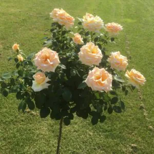 Isn't She Lovely Standard Rose Isn't She Lovely Standard Rose