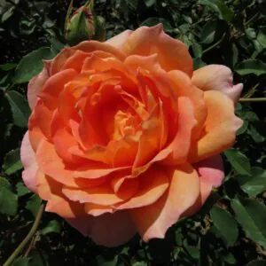 Lady of Shalott Lady of Shalott