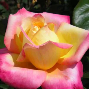 Love and Peace Love and Peace