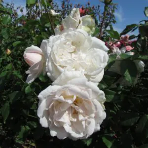 Madame Alfred Carriere Madame Alfred Carriere