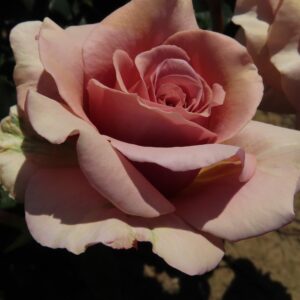 Mocha Rosa
