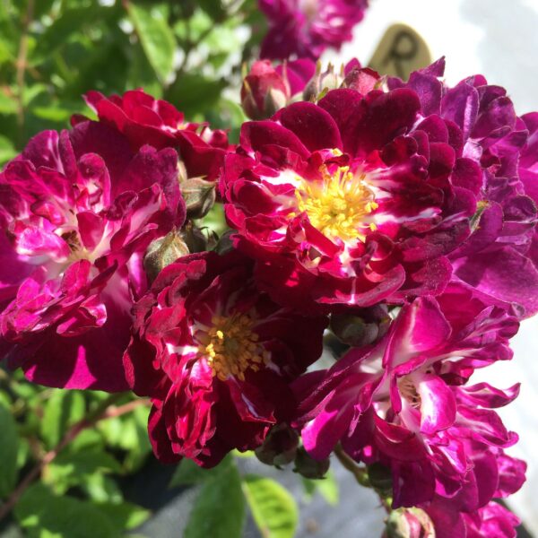 Perennial Blue