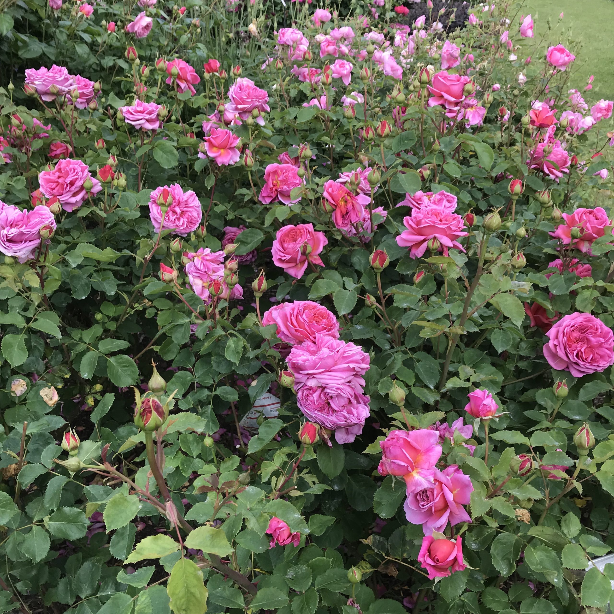 Princess Alexandra of Kent