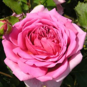 Princess Alexandra of Kent Princess Alexandra of Kent