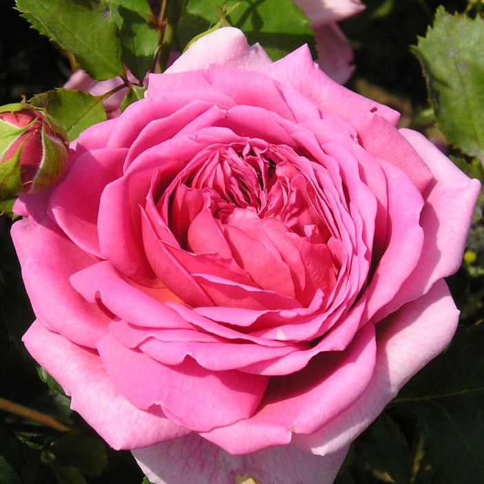 Princess Alexandra of Kent