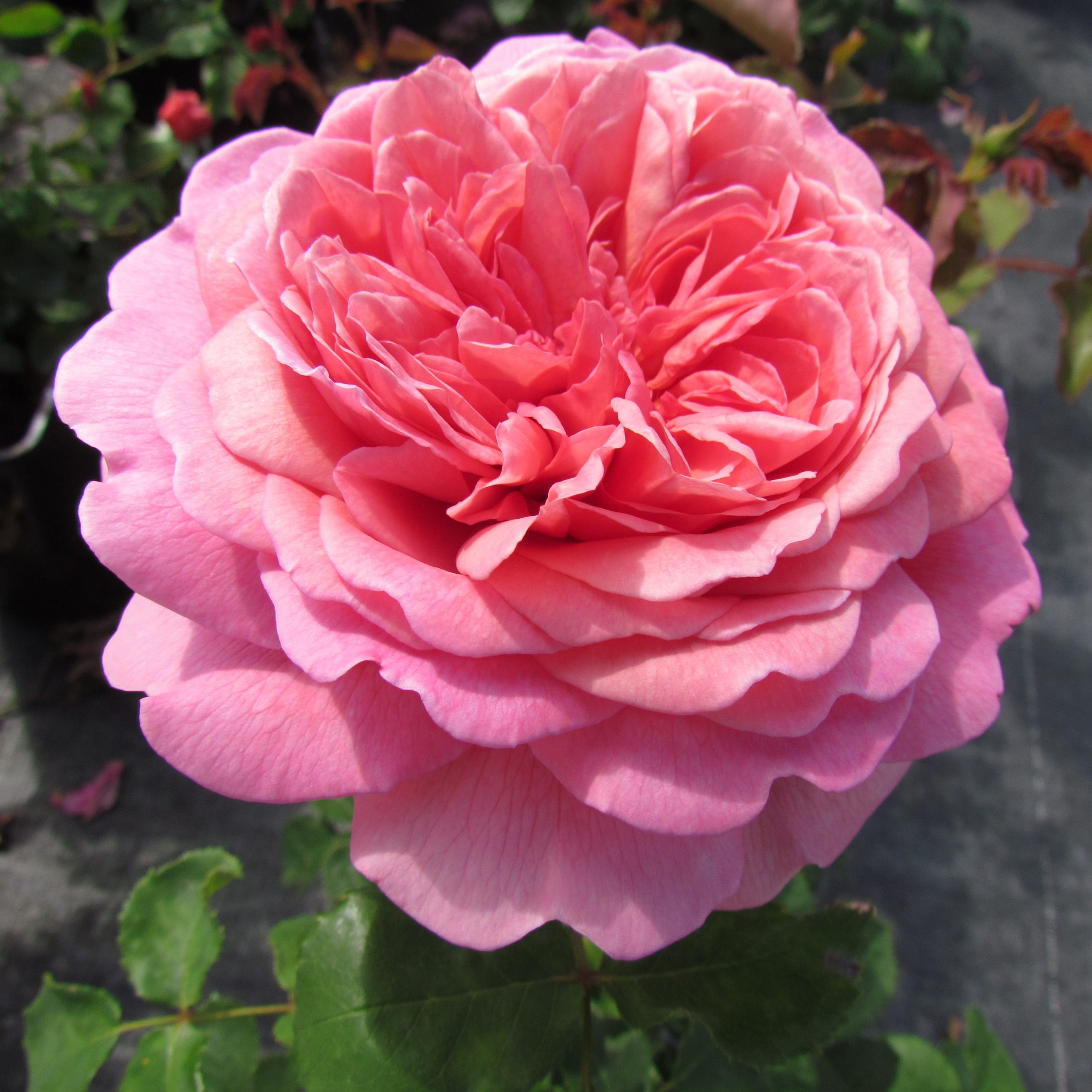 Princess Alexandra of Kent