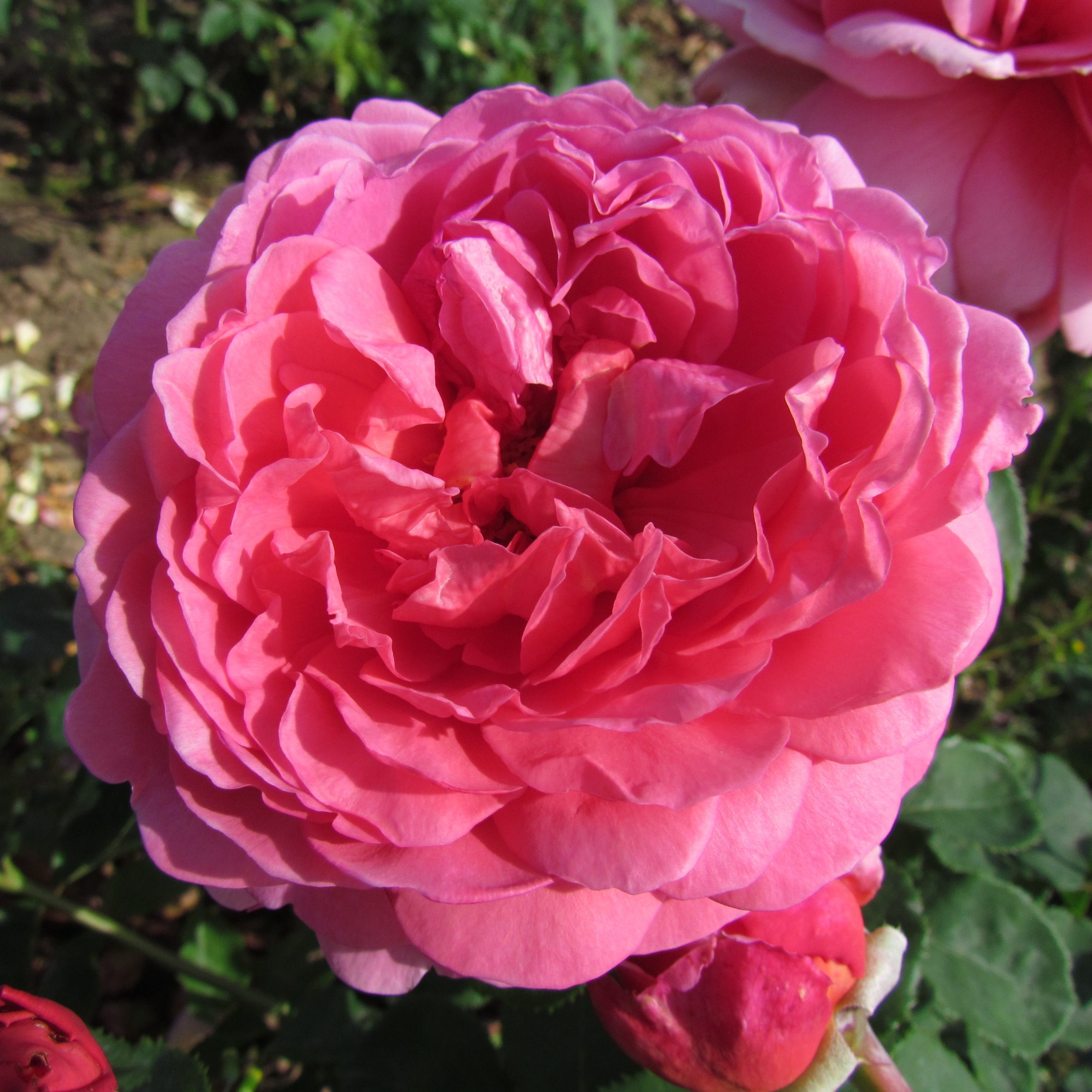 Princess Alexandra of Kent