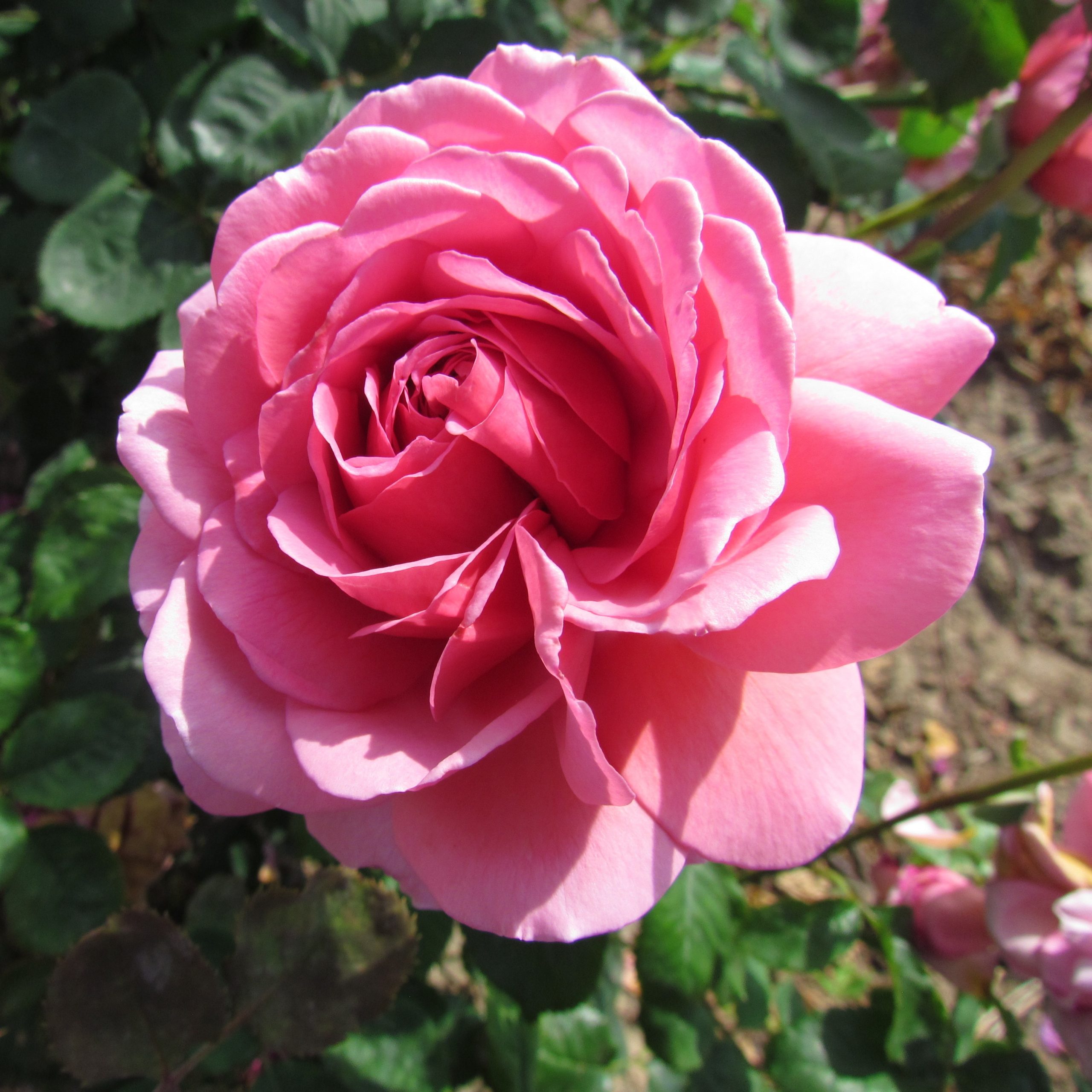 Princess Alexandra of Kent