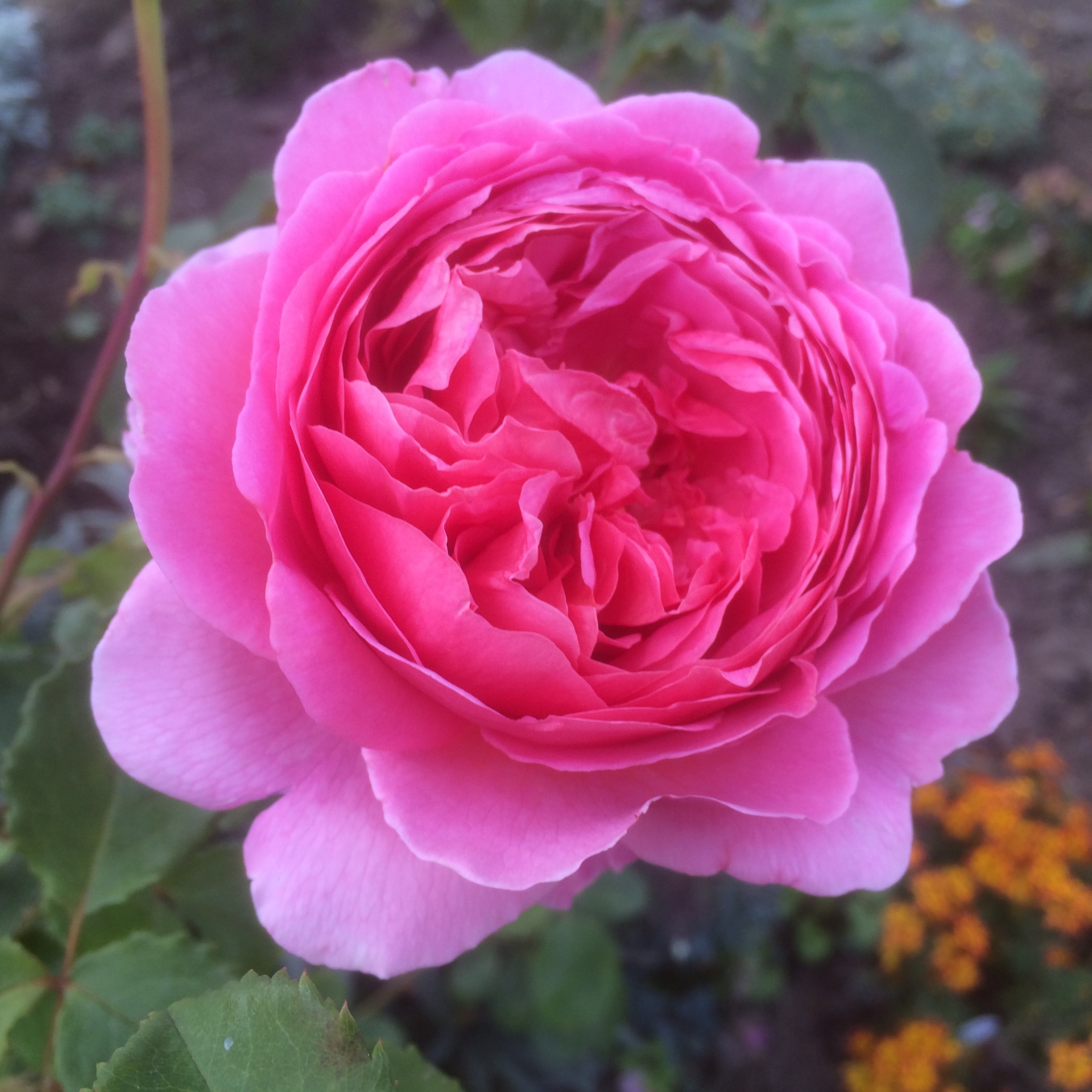 Princess Alexandra of Kent