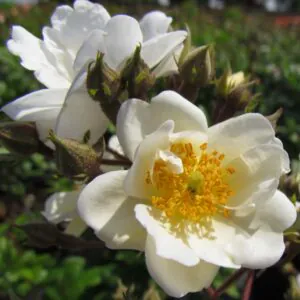 Rambling Rector