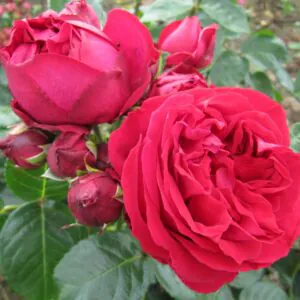 Red Eden Rose Red Eden Rose