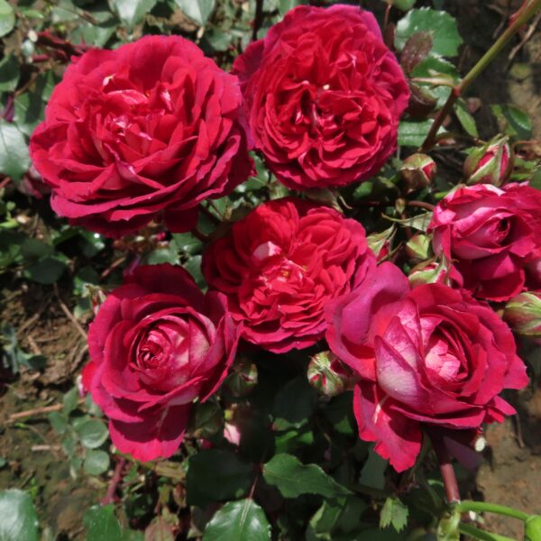 Sam's Rose