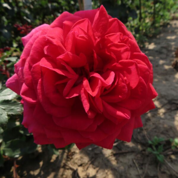 Sam's Rose