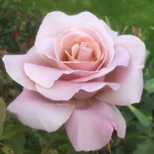 Hybrid Tea Rose Container Collection Hybrid Tea Rose Container Collection