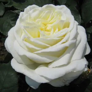 The Diamond Wedding Rose The Diamond Wedding Rose