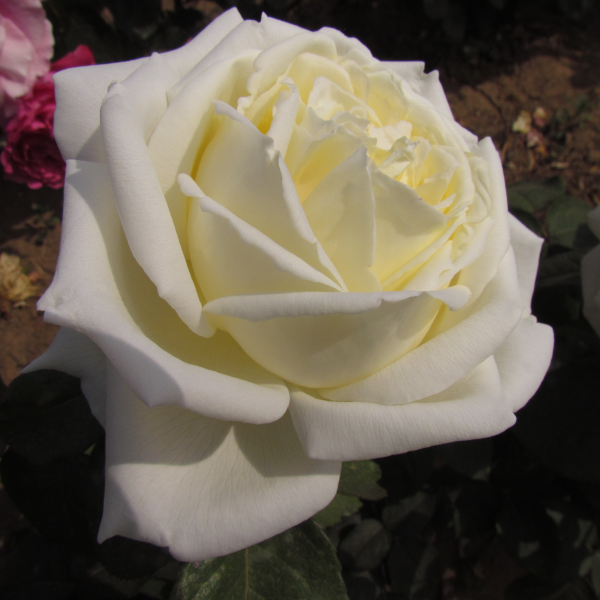 The Diamond Wedding Rose