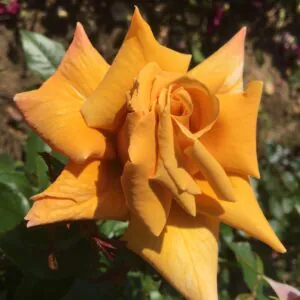 Tony's Rose