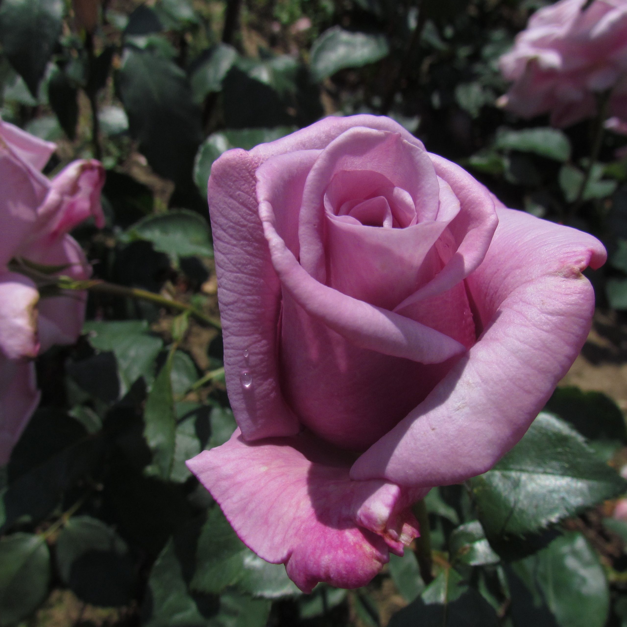 Twice in a Blue Moon Twice in a Blue Moon