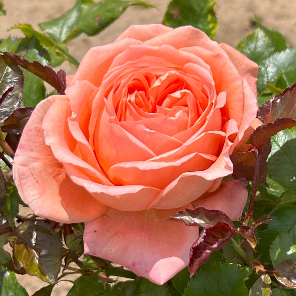 Wendys_Wish_Hybrid_Tea_Garden_