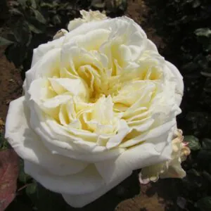 White Parfum de Provence White Parfum de Provence
