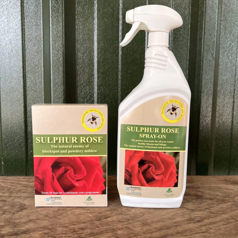 Sulphur Rose