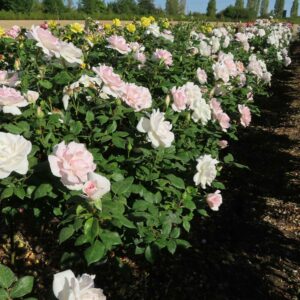 A Whiter Shade of Pale Standard Rose