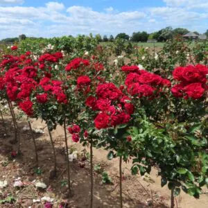 Crimson Sweet Dream Standard Rose
