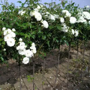 Iceberg Standard Rose Iceberg Standard Rose