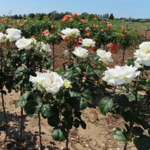 Margaret Merril Standard Rose