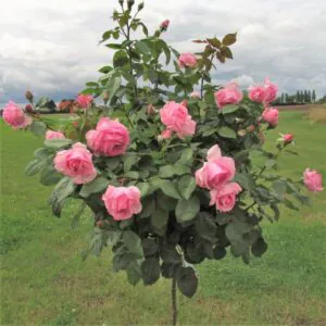 Mum in a Million Standard Rose Mum in a Million Standard Rose