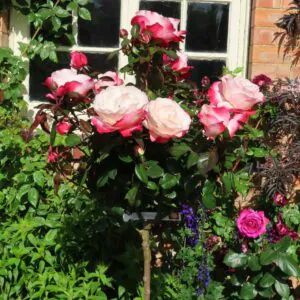 Nostalgia Standard Rose Nostalgia Standard Rose