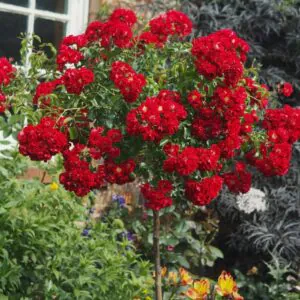 Rambling Rosie Weeping Standard Rose Rambling Rosie Weeping Standard Rose
