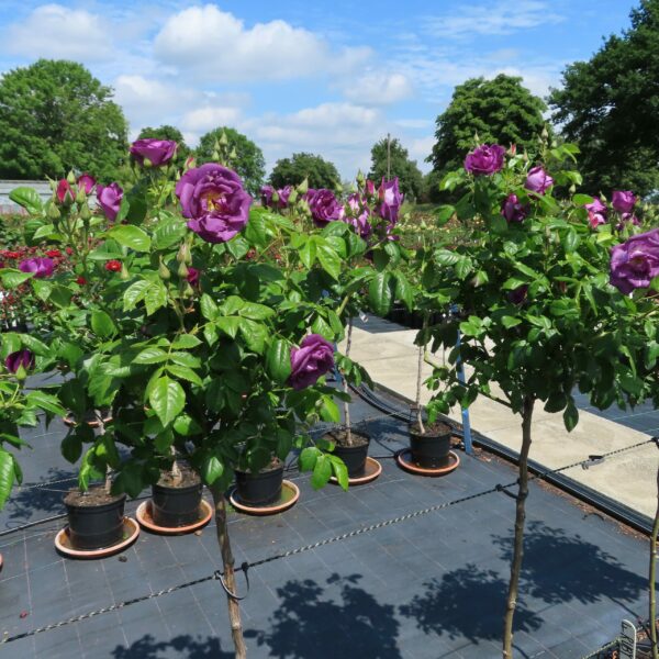 Rhapsody in Blue Standard Rose