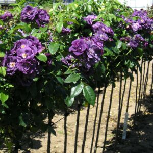 Rhapsody in Blue Standard Rose