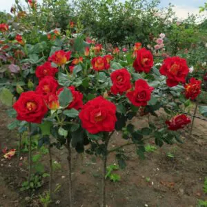 Snazzee Standard Rose Snazzee Standard Rose